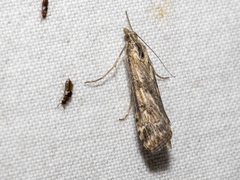 Nomophila corticalis