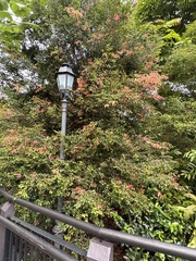 Syzygium myrtifolium