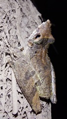 Scinax rostratus