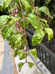 Syzygium myrtifolium