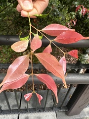 Syzygium myrtifolium