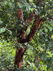 Syzygium myrtifolium