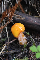 Limacella