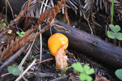 Limacella