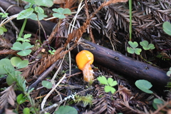Limacella