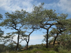Pinus torreyana