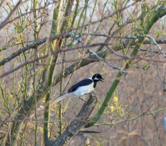 Cyanocorax mystacalis