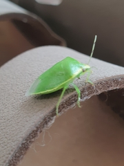 Glaucias