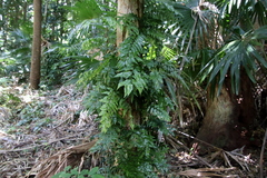 Arthropteris tenella