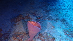 Cephalopholis cruentata