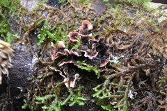 Stereum sanguinolentum
