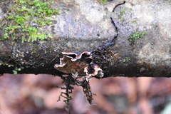 Stereum sanguinolentum