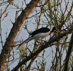 Cyanocorax mystacalis