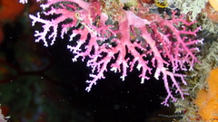 Stylaster roseus
