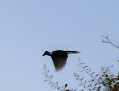 Cyanocorax mystacalis