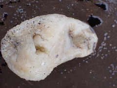 Aplidium