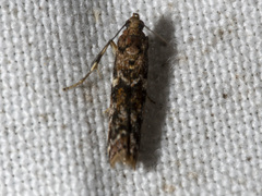 Ephestiopsis oenobarella