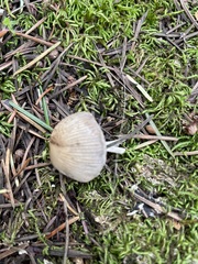 Coprinellus impatiens