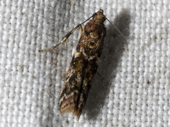 Ephestiopsis oenobarella