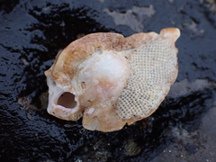 Ceratostoma