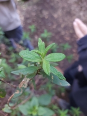 Cistus monspeliensis