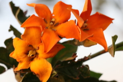 Sphinctanthus aurantiacus