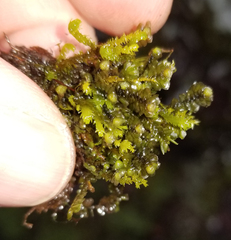 Scapania undulata