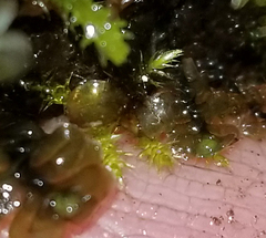Scapania undulata