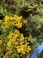 Senecio linearifolius