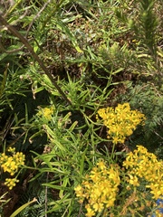 Senecio linearifolius