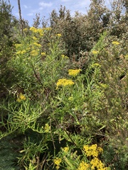 Senecio linearifolius