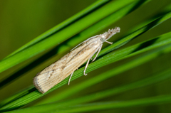 Agriphila inquinatella