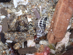 Acanthinucella