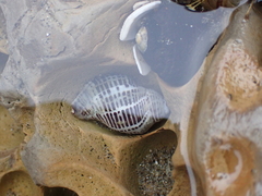 Acanthinucella