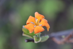 Sphinctanthus aurantiacus