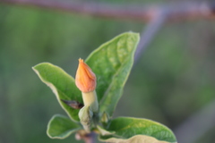 Sphinctanthus aurantiacus