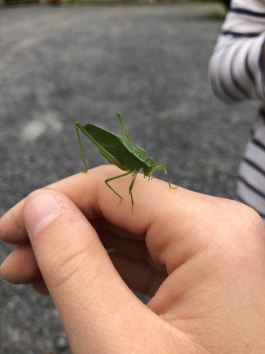 Northern Bush Katydid