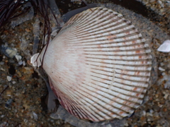 Dallocardia quadragenaria