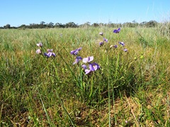 Swainsona procumbens