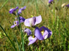 Swainsona procumbens