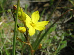 Bulbine bulbosa