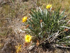 Gazania linearis