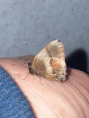 Lamprospilus collucia