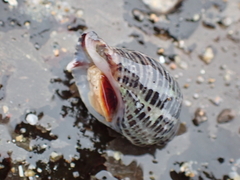 Acanthinucella