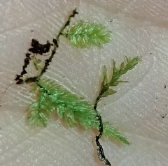 Thamnobryum alleghaniense