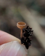 Ciboria amentacea