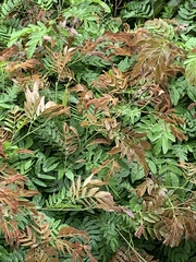 Excoecaria cochinchinensis