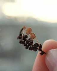 Ciboria amentacea