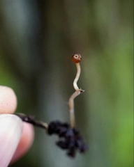 Ciboria amentacea