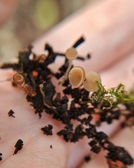 Ciboria amentacea